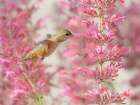 Calliope hummingbird feeding on agastache flowers, New Mexico. Art Print